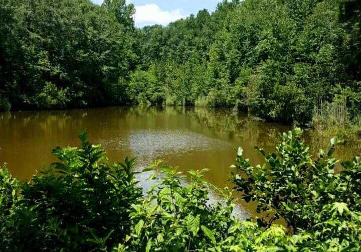 Tuskegee National Forest