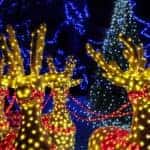 Lighted reindeer Christmas decorations