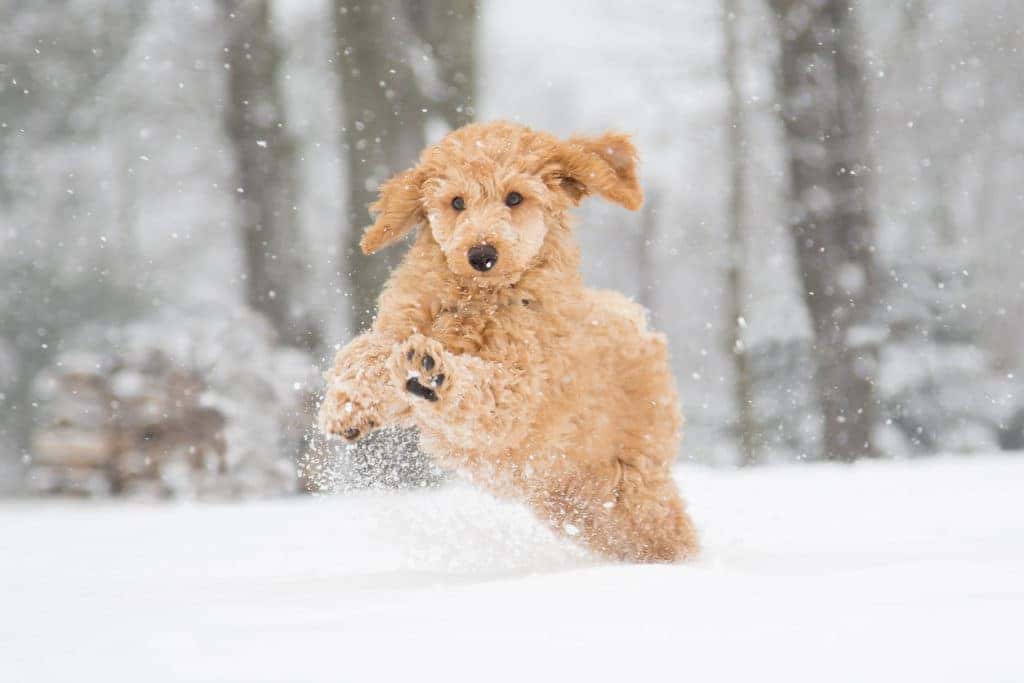 puppy playing in snow