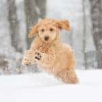puppy playing in snow