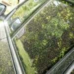 Pollen on car