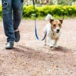 dog and owner walking through the park