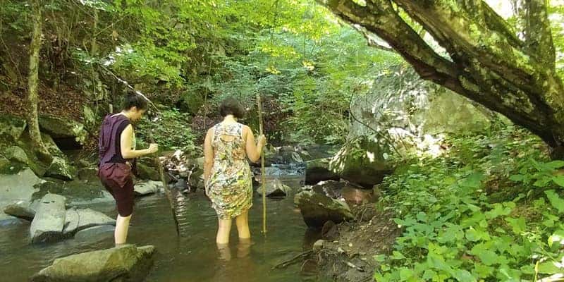 Fall Forest Bathing