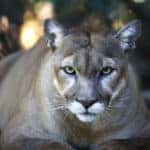 Florida Panther Festival