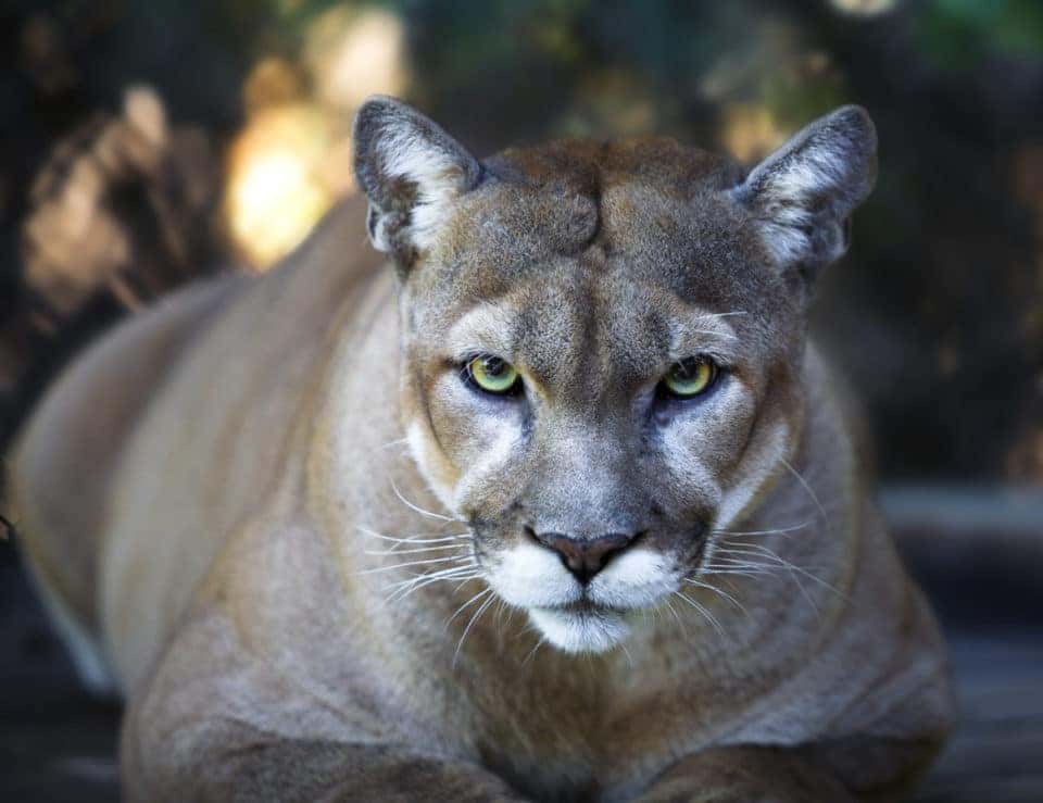 Florida Panther Festival