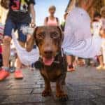 Naples Pets on Third Parade and Festival