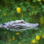 Corkscrew Swamp Sanctuary.