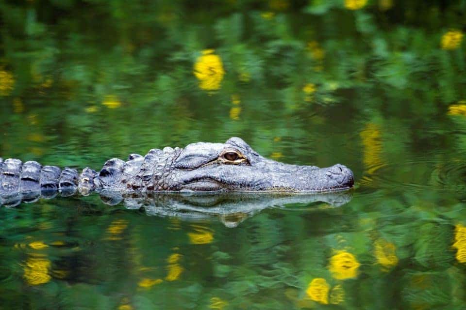 Corkscrew Swamp Sanctuary.